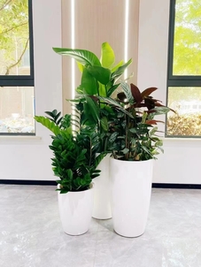 速看！奉化植物出租方案超赞，不容错过！